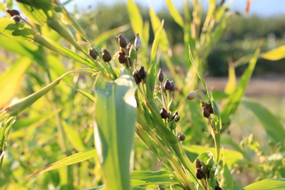 特産品 はと麦 Jaなんと なんと農業協同組合